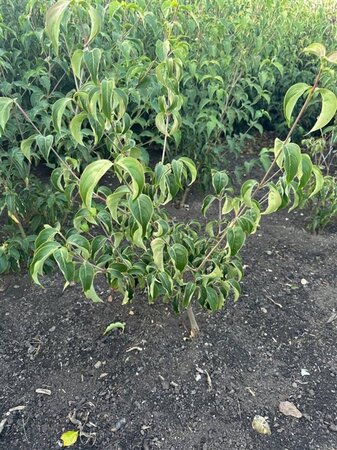 Cornus k. 'Milky Way' 60-80 cm met kluit - afbeelding 4