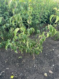 Cornus k. 'Milky Way' 60-80 cm met kluit - afbeelding 4