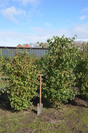 Cornus kousa 175-200 cm met kluit