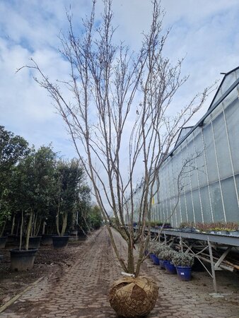 Cornus kousa 350-400 cm draadkluit meerstammig - afbeelding 7