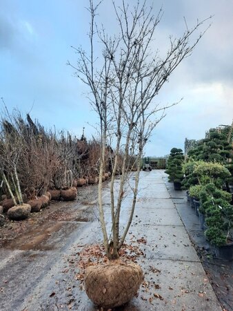 Cornus kousa 350-400 cm draadkluit meerstammig - afbeelding 3