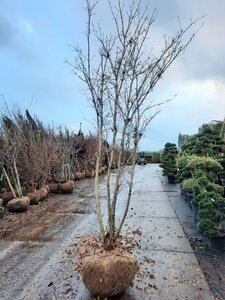 Cornus kousa 350-400 cm draadkluit meerstammig - afbeelding 3