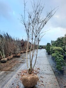 Cornus kousa 350-400 cm draadkluit meerstammig - afbeelding 4