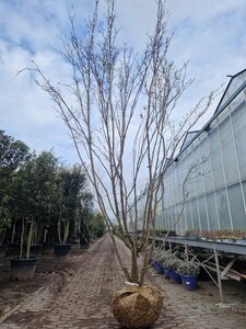 Cornus kousa 350-400 cm WRB multi-stem - image 7