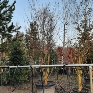 Cornus kousa 350-400 cm WRB multi-stem