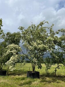 Cornus kousa 500-600 cm container multi-stem Single