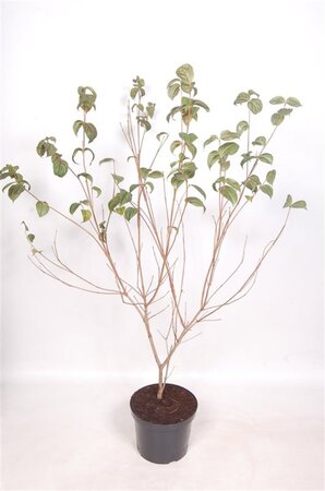 Cornus k. 'Satomi' 80-100 cm cont. 10L