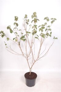 Cornus k. 'Satomi' 80-100 cm cont. 10L