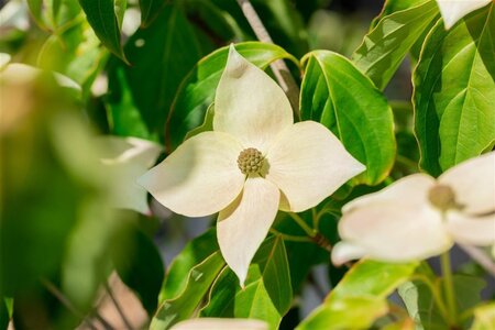 Cornus k. 'Teutonia' 200-250 cm container - afbeelding 1