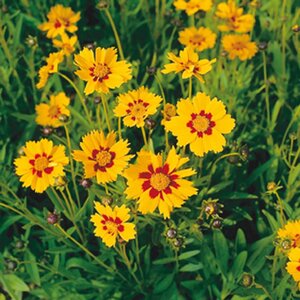 Coreopsis lanceolata 'Sterntaler' geen maat specificatie 0,55L/P9cm - afbeelding 4