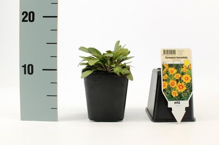 Coreopsis lanceolata 'Sterntaler' geen maat specificatie 0,55L/P9cm - afbeelding 2