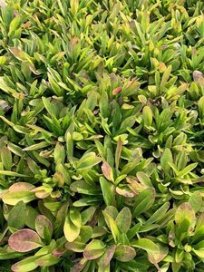 Coreopsis lanceolata 'Sterntaler' geen maat specificatie 0,55L/P9cm