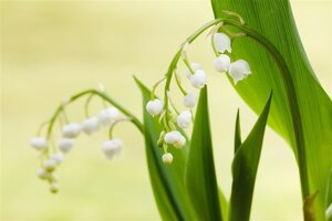 Convallaria majalis geen maat specificatie 0,55L/P9cm