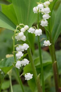 Convallaria majalis geen maat specificatie 0,55L/P9cm - afbeelding 4