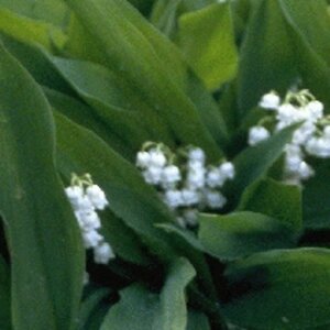 Convallaria majalis geen maat specificatie 0,55L/P9cm - afbeelding 3