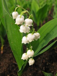Convallaria majalis geen maat specificatie 0,55L/P9cm - afbeelding 5