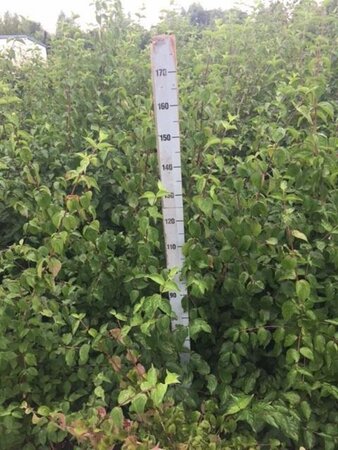 Cornus mas 175-200 cm met kluit solitair - afbeelding 5