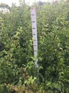 Cornus mas 175-200 cm met kluit solitair - afbeelding 5