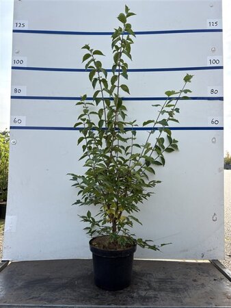 Cornus mas 60-80 cm cont. 7,5L - afbeelding 17