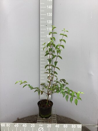 Cornus mas 60-80 cm cont. 7,5L - afbeelding 2