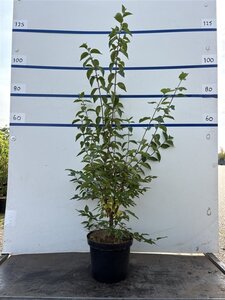 Cornus mas 60-80 cm cont. 7,5L - image 17