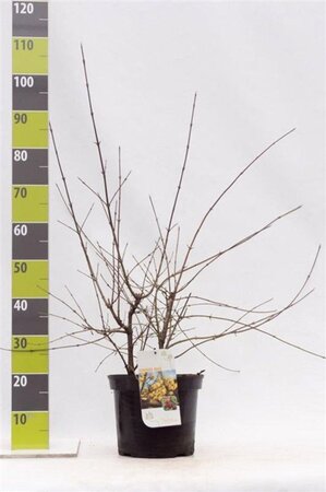 Cornus mas 80-100 cm cont. 7,5L - afbeelding 6