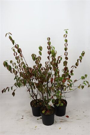 Cornus mas 80-100 cm cont. 7,5L - afbeelding 2