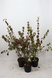 Cornus mas 80-100 cm cont. 7,5L - afbeelding 2