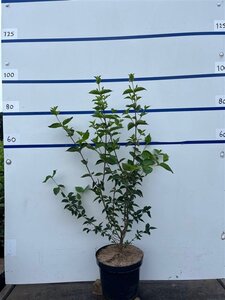 Cornus mas 80-100 cm cont. 7,5L - afbeelding 2