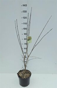 Cornus mas 80-100 cm cont. 7,5L - image 3