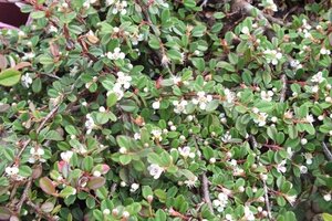Cotoneaster pr. 'Queen of Carpets' 30-40 cm cont. 3,0L
