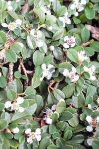 Cotoneaster pr. 'Streib's Findling' geen maat specificatie 0,55L/P9cm