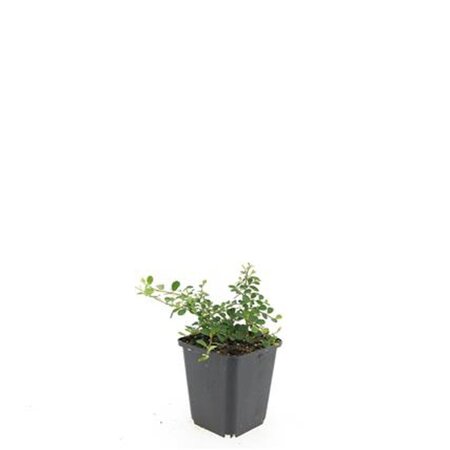 Cotoneaster pr. 'Streib's Findling' geen maat specificatie 0,55L/P9cm - afbeelding 5