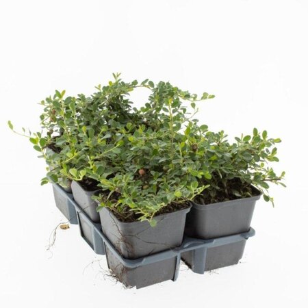 Cotoneaster pr. 'Streib's Findling' geen maat specificatie 0,55L/P9cm - afbeelding 2