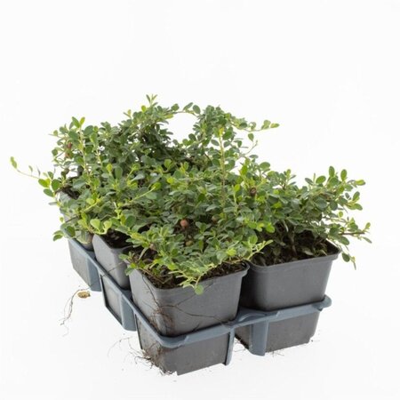 Cotoneaster pr. 'Streib's Findling' geen maat specificatie 0,55L/P9cm - afbeelding 2