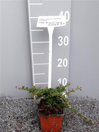 Cotoneaster pr. 'Streib's Findling' geen maat specificatie 0,55L/P9cm - afbeelding 2
