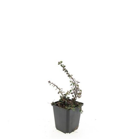 Cotoneaster pr. 'Streib's Findling' geen maat specificatie 0,55L/P9cm - afbeelding 6