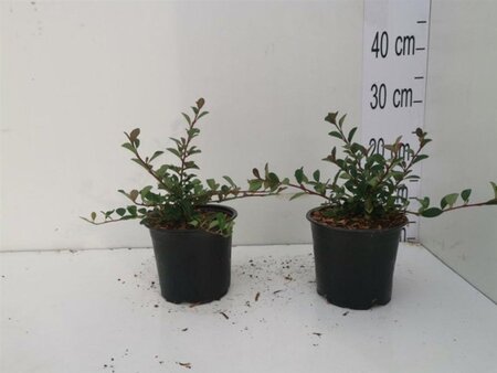 Cotoneaster radicans 'Eichholz' geen maat specificatie cont. 1L - afbeelding 1