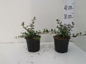 Cotoneaster radicans 'Eichholz' geen maat specificatie cont. 1L