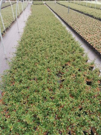 Cotoneaster radicans 'Eichholz' geen maat specificatie cont. 1L - afbeelding 2