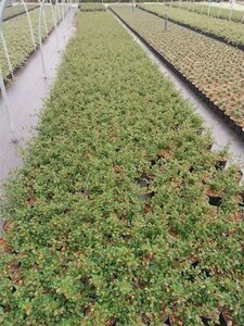 Cotoneaster radicans 'Eichholz' geen maat specificatie cont. 1L - afbeelding 2