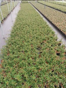 Cotoneaster radicans 'Eichholz' geen maat specificatie cont. 1L - afbeelding 3