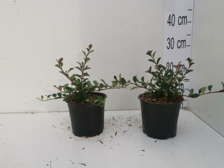 Cotoneaster radicans 'Eichholz' geen maat specificatie cont. 1L - afbeelding 4