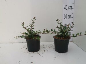 Cotoneaster radicans 'Eichholz' geen maat specificatie cont. 1L - afbeelding 4
