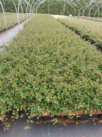 Cotoneaster radicans 'Eichholz' geen maat specificatie 0,55L/P9cm - afbeelding 12