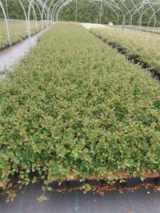 Cotoneaster radicans 'Eichholz' geen maat specificatie 0,55L/P9cm - afbeelding 12