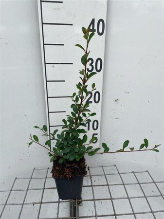 Cotoneaster radicans 'Eichholz' geen maat specificatie 0,55L/P9cm - afbeelding 8