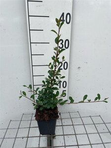 Cotoneaster radicans 'Eichholz' geen maat specificatie 0,55L/P9cm - afbeelding 8