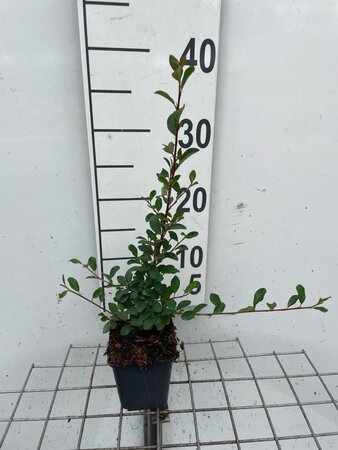 Cotoneaster radicans 'Eichholz' geen maat specificatie 0,55L/P9cm - afbeelding 3