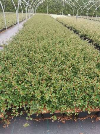 Cotoneaster radicans 'Eichholz' geen maat specificatie 0,55L/P9cm - afbeelding 2